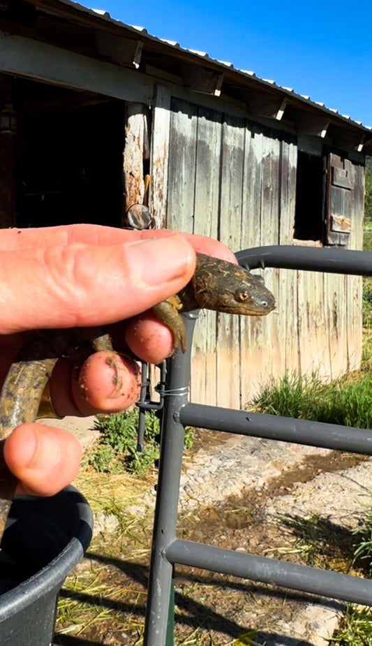 A Western Tiger Salamander found on our ranch in Paonia Colorado.