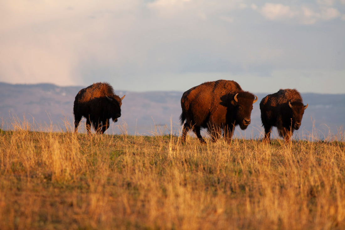 Ranching in Temple Grandin's Vision