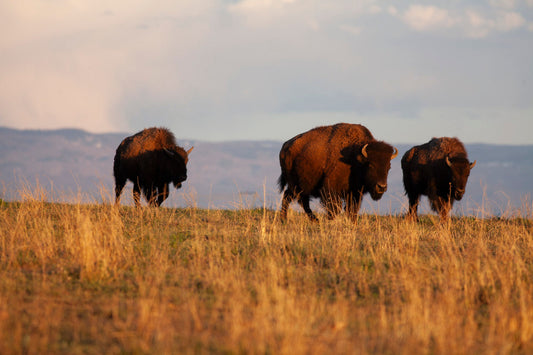 Ranching in Temple Grandin's Vision