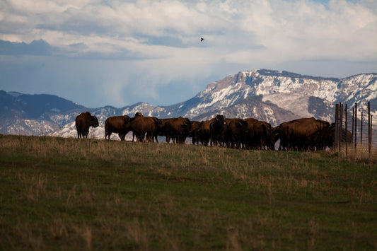 The Importance of Grass-Fed and Finished Bison