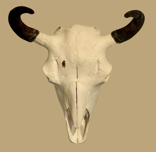 European Mount Bison Skull