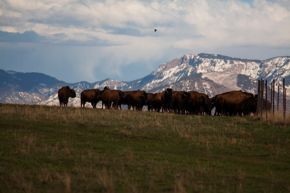 Bison Ridge Fire ABOUT – Fire Mtn Ranch LLC